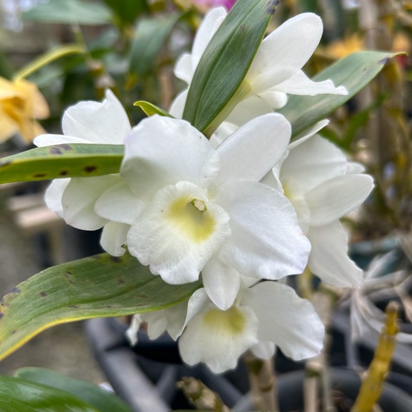 Dendrobium Nobile Branco adulta