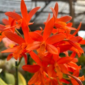 Cattleya Passarinho Híbrida Muda