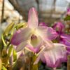 Dendrobium Nobile Branco com rosa adulta