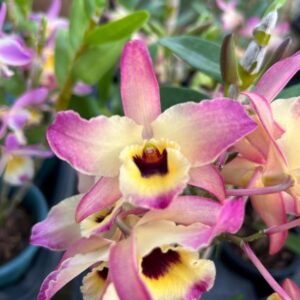 Dendrobium Amarelo rosado Muda