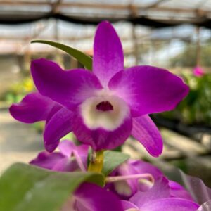 IMG_1640.jpg Dendrobium Nobile Lilás do olho branco adulta