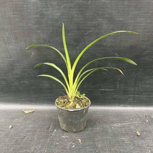 IMG_1835-1-scaled-1.jpeg Cymbidium Salmão Muda