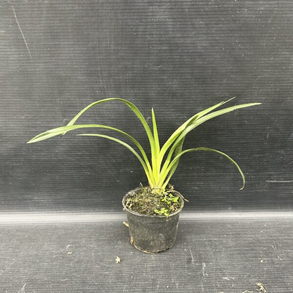 IMG_1837-scaled-1.jpeg Cymbidium Salmão Muda