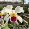 IMG_2535-scaled-1.jpg Cattleya Branca com Rosa Adulta Premium