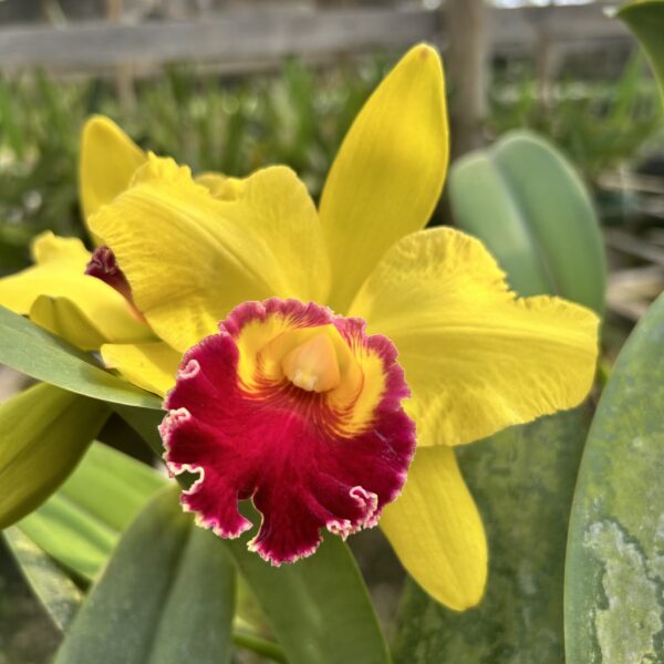 IMG_2536-scaled-1.jpg Cattleya Amarelo com Vermelho Híbrida Pré-adulta