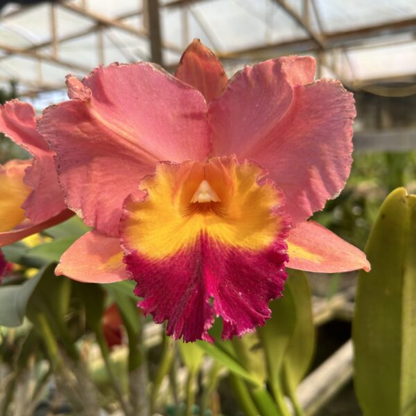 IMG_2537-scaled-1.jpg Cattleya Goiaba Híbrida Pré-adulta