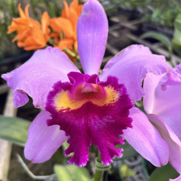 IMG_2538-scaled-1.jpg Cattleya Lilás Híbrida Pré-adulta