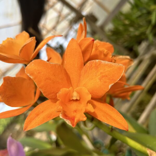 Cattleya Laranjinha Híbrida Pré-adulta
