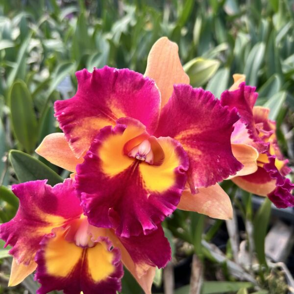 Cattleya Amarela Exótica Adulta Premium