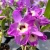 IMG_3173-scaled-1.jpeg Dendrobium Nobile Roxo adulta