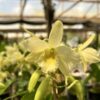 Dendrobium Nobile Amarelo adulta