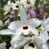 Dendrobium Nobile Branco do olho preto adulta