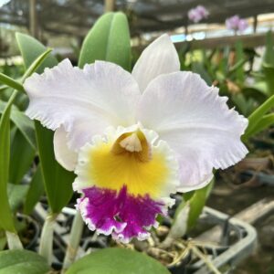 IMG_3203-scaled-1.jpg Cattleya Rosa Claro Adulta Premium