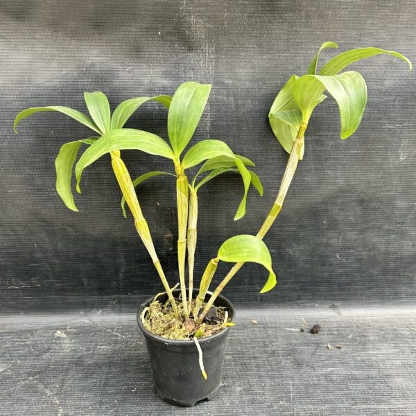 IMG_3276-scaled-1.jpeg Dendrobium Thyrsiflorum Jovem