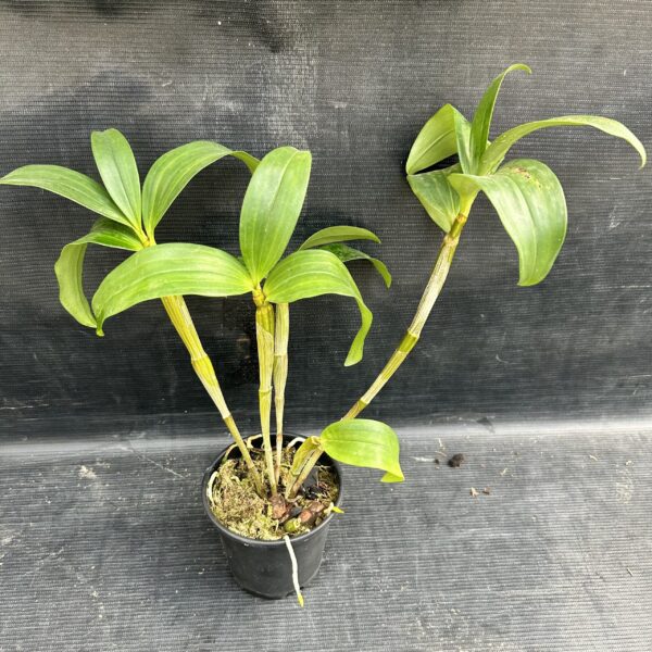 IMG_3277-scaled-1.jpeg Dendrobium Rosy cluster Jovem