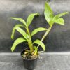 IMG_3278-scaled-1.jpeg Dendrobium Thyrsiflorum Jovem