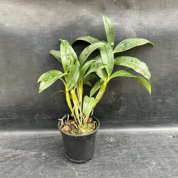 IMG_3280-scaled-1.jpeg Dendrobium Thyrsiflorum Jovem