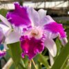 IMG_3284-scaled-1.jpg Cattleya Roxo com lilás Híbrida Muda