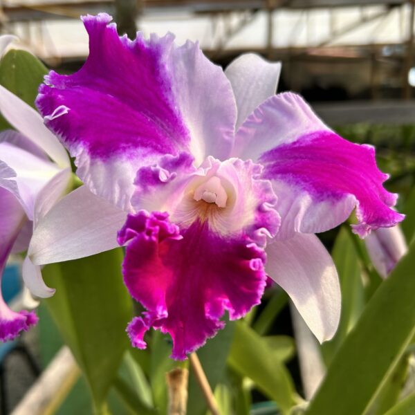 IMG_3284-scaled-1.jpg Cattleya Roxo com lilás Híbrida Muda