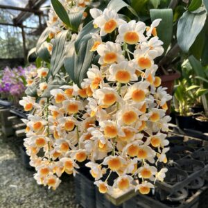 IMG_3285-scaled-1.jpg Dendrobium Thyrsiflorum Jovem