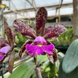 Cattleya Exótica Híbrida Muda