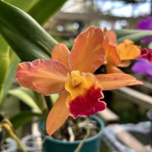 Cattleya Mini Laranja  Híbrida Muda
