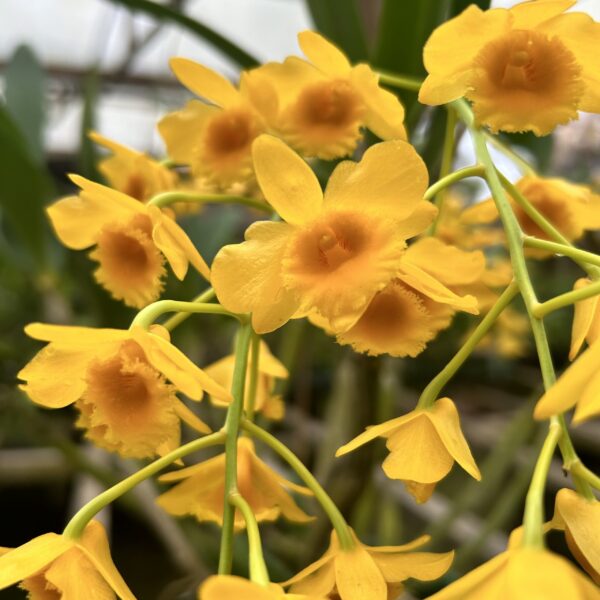 IMG_3357-scaled-1.jpg Dendrobium Crysotoxum Jovem