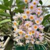Dendrobium mousmee Jovem