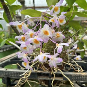 IMG_3359-scaled-1.jpg Dendrobium Rosy cluster Jovem