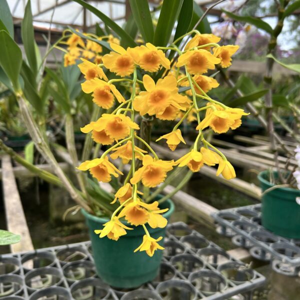 IMG_3360-scaled-1.jpg Dendrobium Crysotoxum Jovem