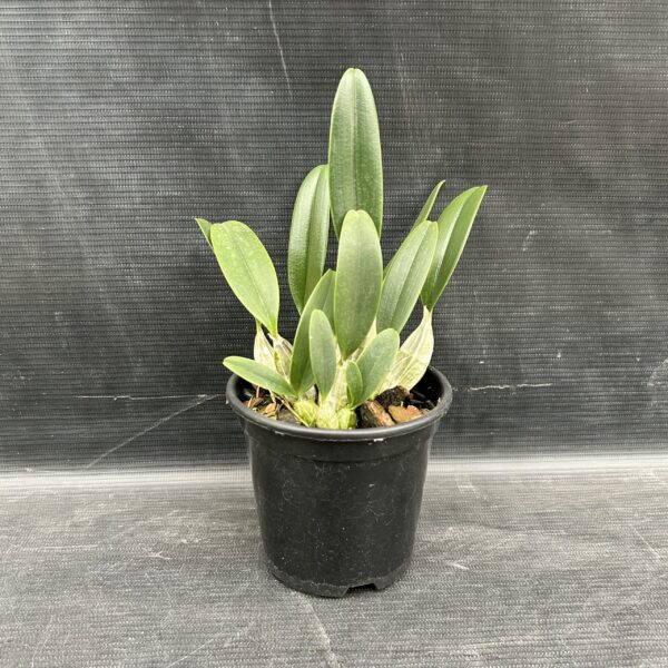 IMG_3624-scaled-1.jpeg Dendrobium Agregatum Jovem