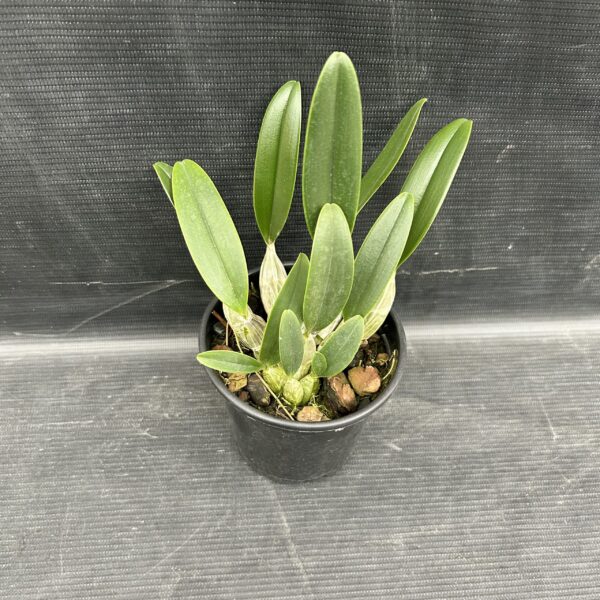 IMG_3625-scaled-1.jpeg Dendrobium Agregatum Jovem