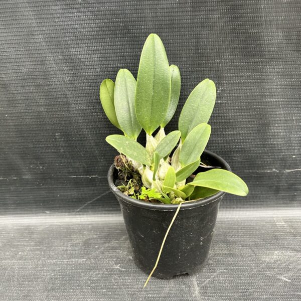 IMG_3626-scaled-1.jpeg Dendrobium Agregatum Jovem