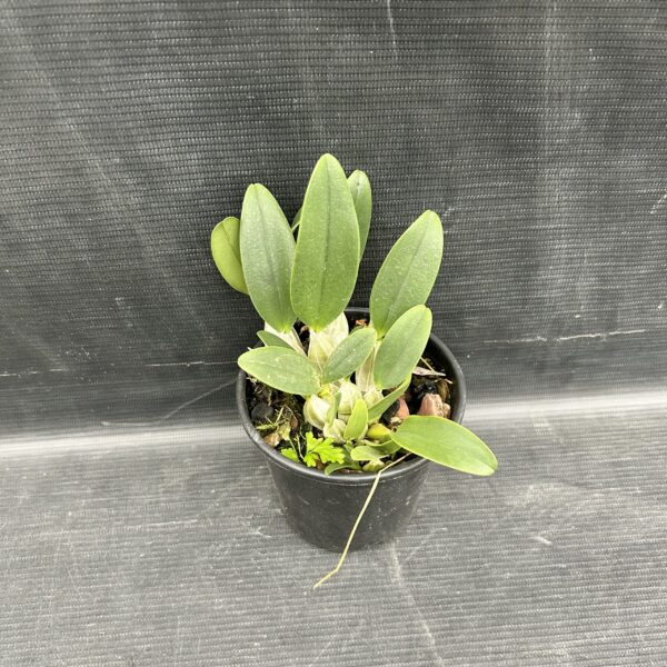 IMG_3627-scaled-1.jpeg Dendrobium Agregatum Jovem