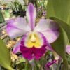 Cattleya Flameada Híbrida Pré-adulta
