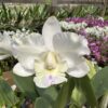 Cattleya Branquinha Híbrida Muda