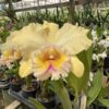 Cattleya Bege Híbrida Muda
