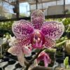 Phalaenopsis Pintadinho exótico muda