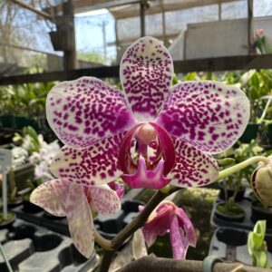 IMG_5173-scaled-1.jpeg Phalaenopsis Pintadinho exótico muda