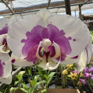 IMG_5174-scaled-1.jpeg Phalaenopsis Dalmata muda