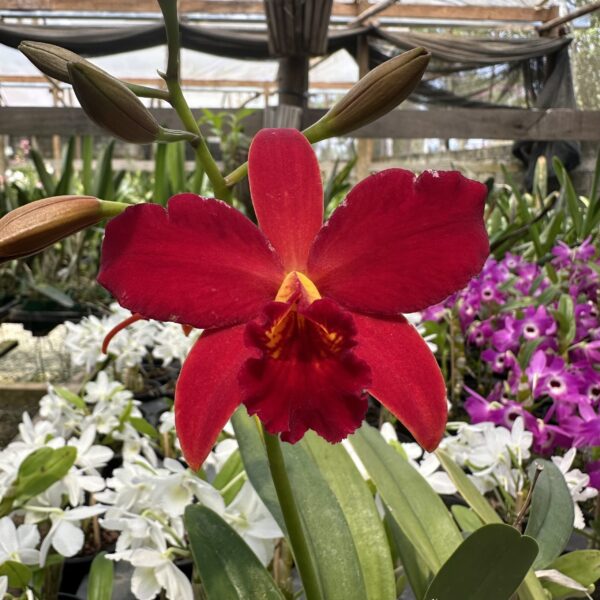 IMG_5176-scaled-1.jpeg Cattleya Vermelho com Amarelo Híbrida Muda