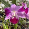 Cattleya Pink Híbrida Pré-adulta