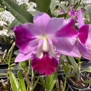 Cattleya Pink  Híbrida Muda