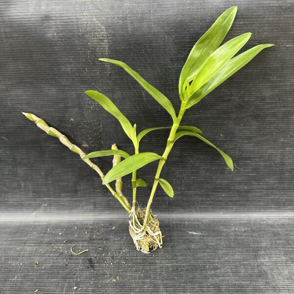 Dendrobium Stardust Muda