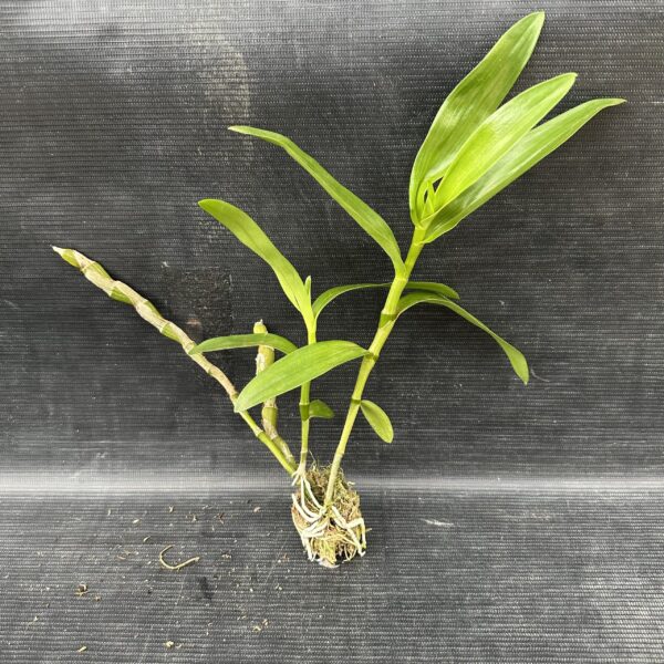 Dendrobium Stardust Muda