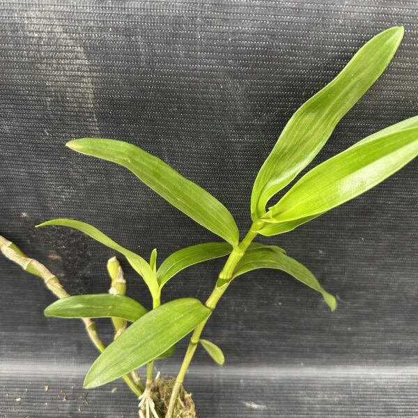 Dendrobium Stardust Muda