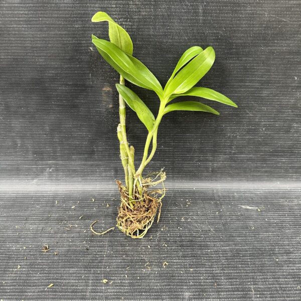 Dendrobium Stardust Muda