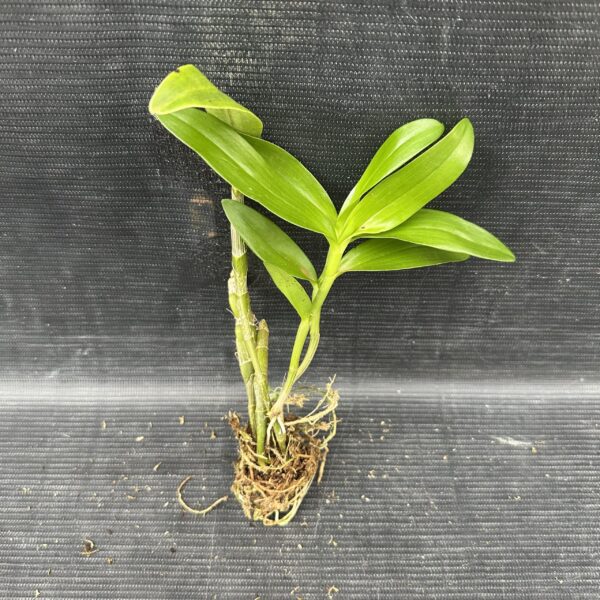 Dendrobium Stardust Muda