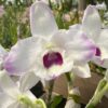Dendrobium Branco do Olho Vinho Muda