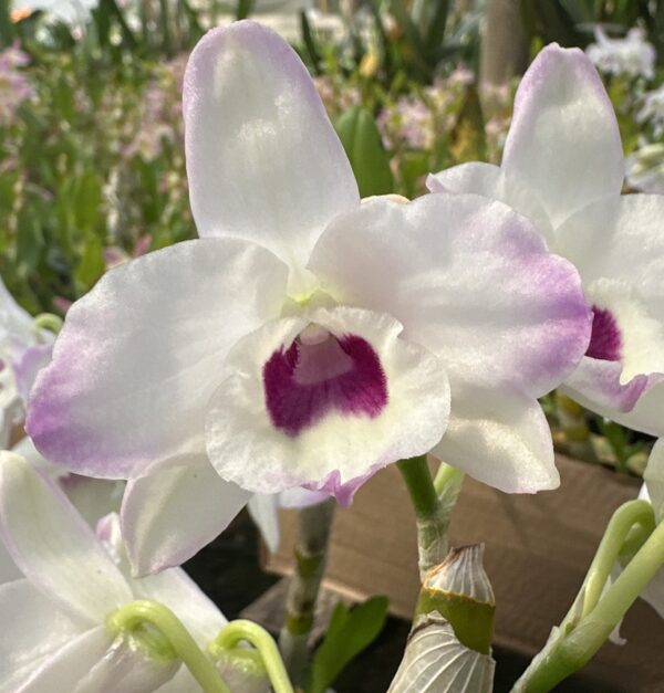 Dendrobium Branco do Olho Vinho Muda